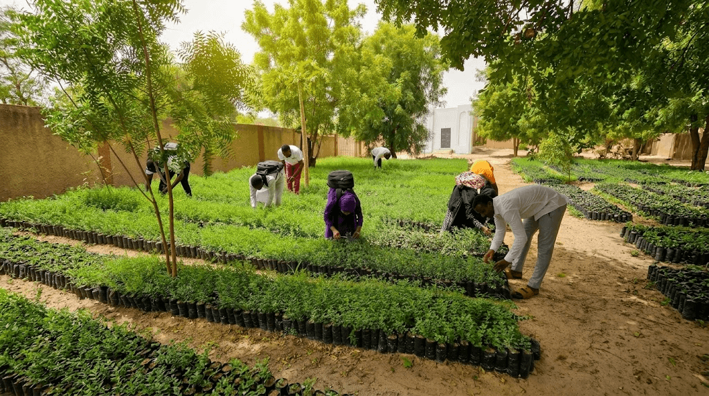 Des personnes entretiennent de jeunes plants dans une pépinière.